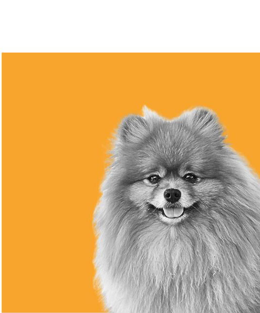 Winston, de Pomeranian van PixelPizza